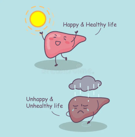 Medical liver illustration